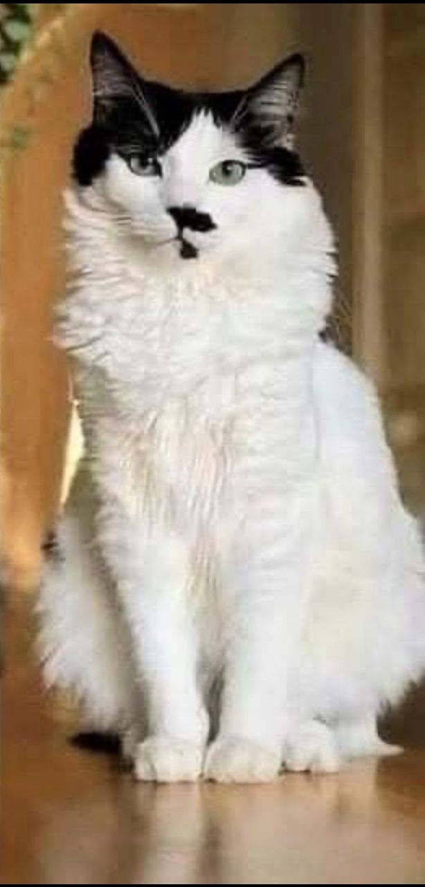 Beautiful Persian cat micheal relaxing on cushion in loving home