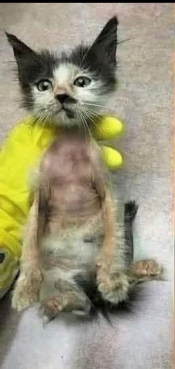 Gray tabby cat micheal looking sad at shelter before adoption